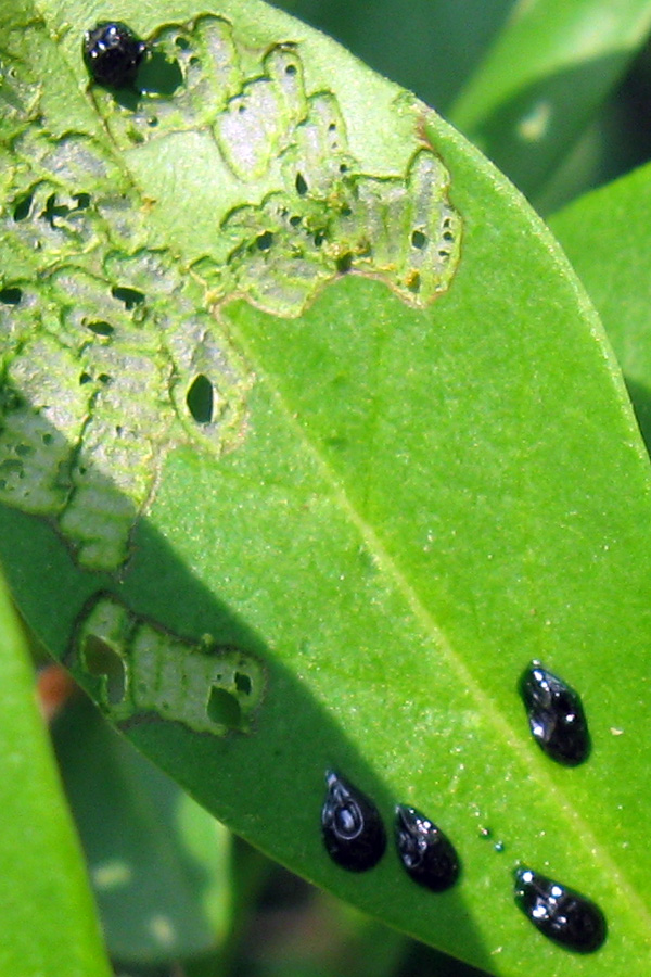 Terzo piccolo enigma entomologico...